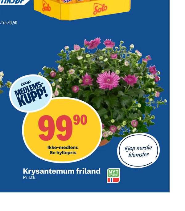 Krysantemum friland coop MEDLEMS-KUPP! Ikke-medlem: Se hyllepris Pr stk Kjøp norske blomster