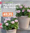 Pelargonium Zonale