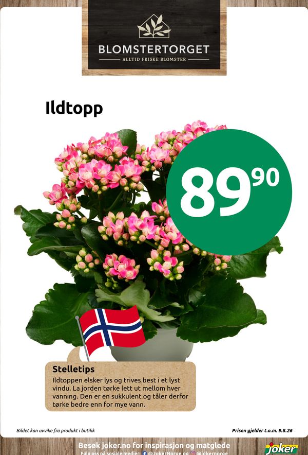 Ildtopp Stelletips Ildtoppen elsker lys og trives best i et lyst vindu. La jorden tørke lett ut mellom hver vanning. Den er en sukkulent og tåler derfor tørke bedre enn for mye vann. Bildet kan avvike fra produkt i butikk Prisen gjelder t.o.m. 9.8.26