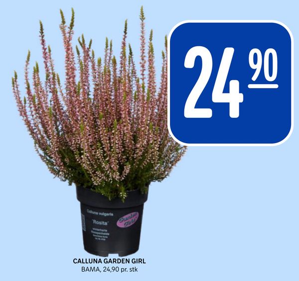 CALLUNA GARDEN GIRL BAMA, 24,90 pr. stk