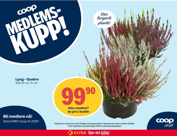 Lyng - Quatro MEDLEMS-KUPP! Skål 20 cm. Pr stk Ikke-medlem? Se pris i butikk Stor, fargerik plante! Bli medlem nå! Send SMS Coop til 2330