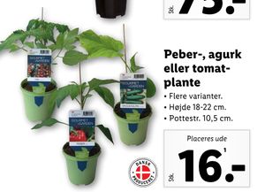 Peber-, agurk eller tomatplante