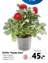 Dahlia "Happy days"
