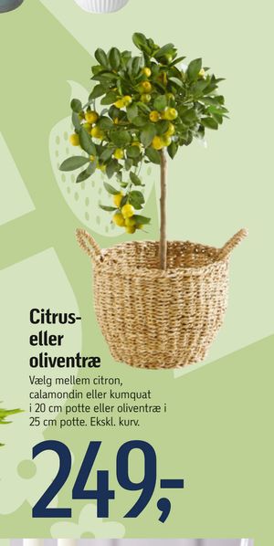 Citrus- eller oliventræ