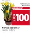 Norske påskeliljer