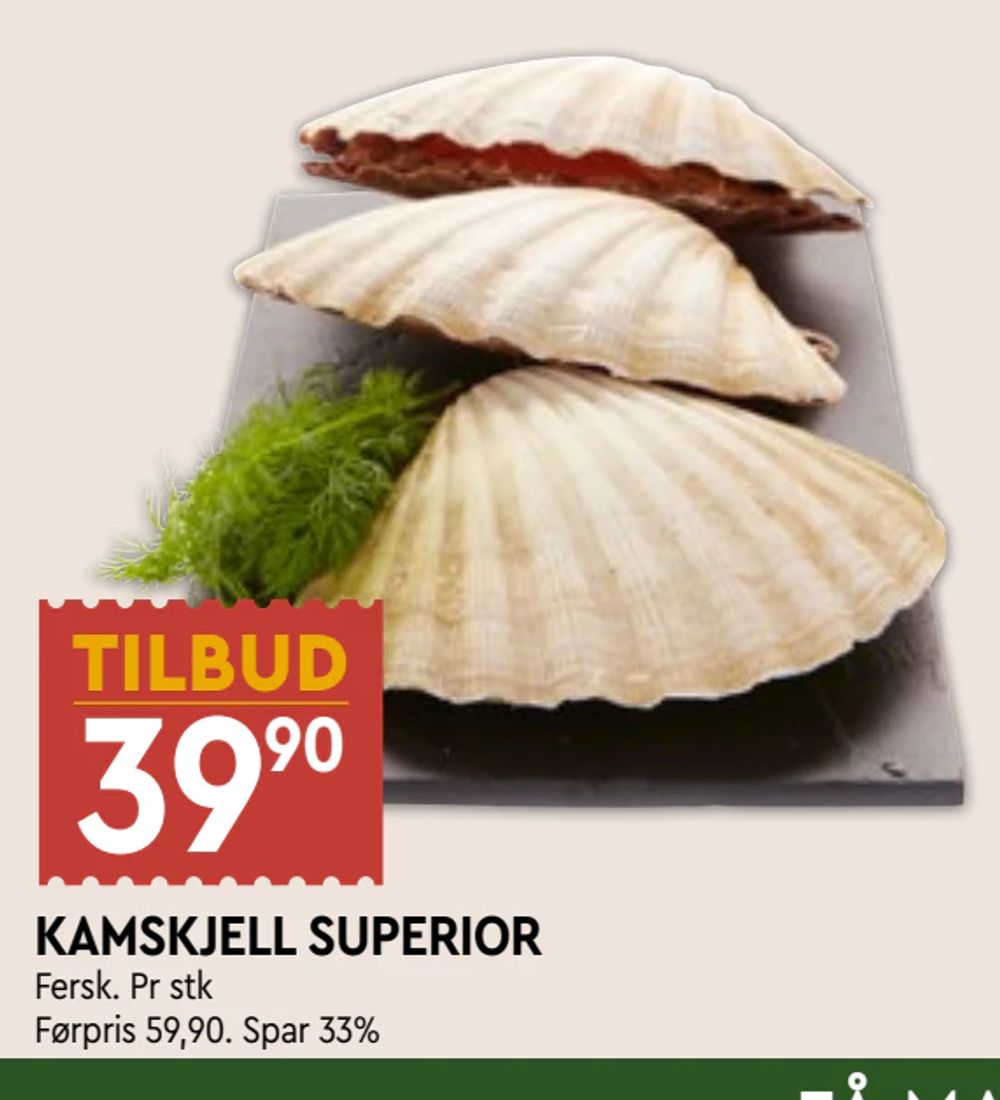 Kamskjell Superior