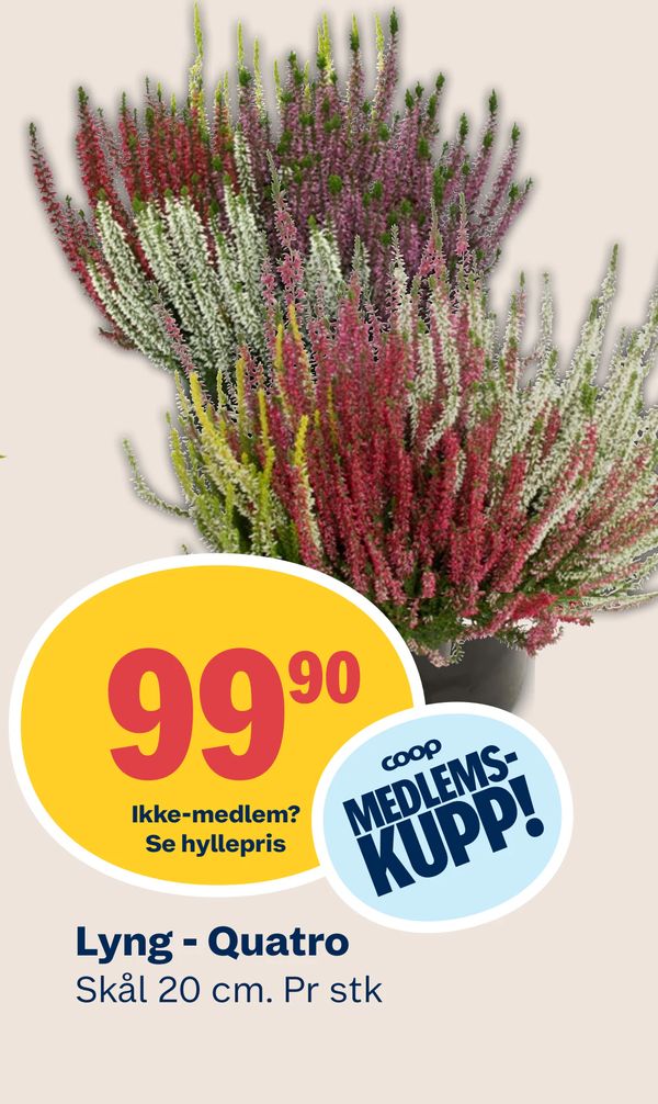 Lyng - Quatro Skål 20 cm. Pr stk. Ikke-medlem? Se hyllepris