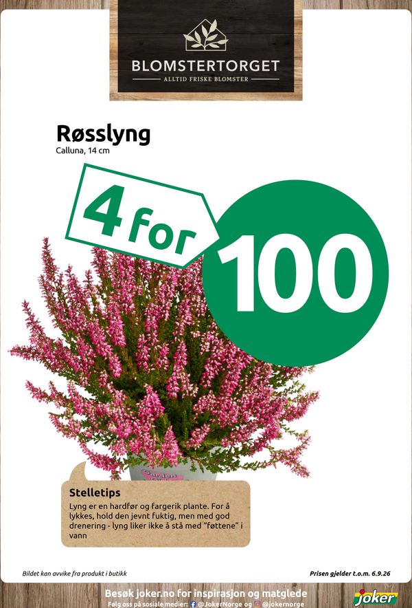 Røsslyng Calluna, 14 cm Stelletips Lyng er en hardfør og fargerik plante. For å lykkes, hold den jevnt fuktig, men med god drenering - lyng liker ikke å stå med “føttene” i vann Bildet kan avvike fra produkt i butikk Prisen gjelder t.o.m. 6.9.26