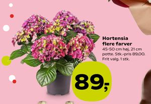 Hortensia flere farver