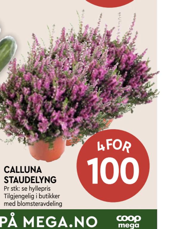 CALLUNA STAUDELYNG Pr stk: se hyllepris Tilgjengelig i butikker med blomsteravdeling