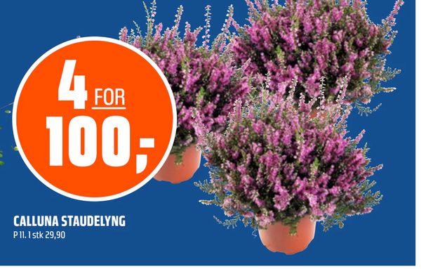 CALLUNA STAUDELYNG P 11. 1 stk 29,90 4 FOR 100,-
