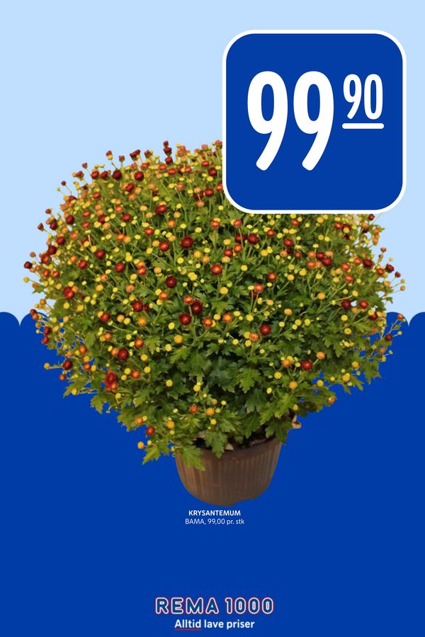 KRYSANTEMUM BAMA, 99,00 pr. stk