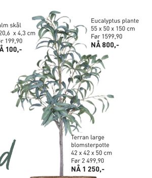 Eucalyptus plante 55 x 50 x 150 cm