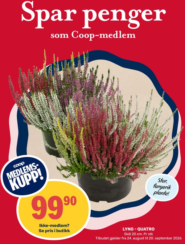 LYNG - QUATRO Spar penger som Coop-medlem COOP MEDLEMS-KUPP! 99,90 Ikke-medlem? Se pris i butikk Stor, fargerik plante! Skål 20 cm. Pr stk Tilbudet gjelder fra 24. august til 20. september 2026