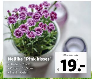 Nellike "Pink kisses"