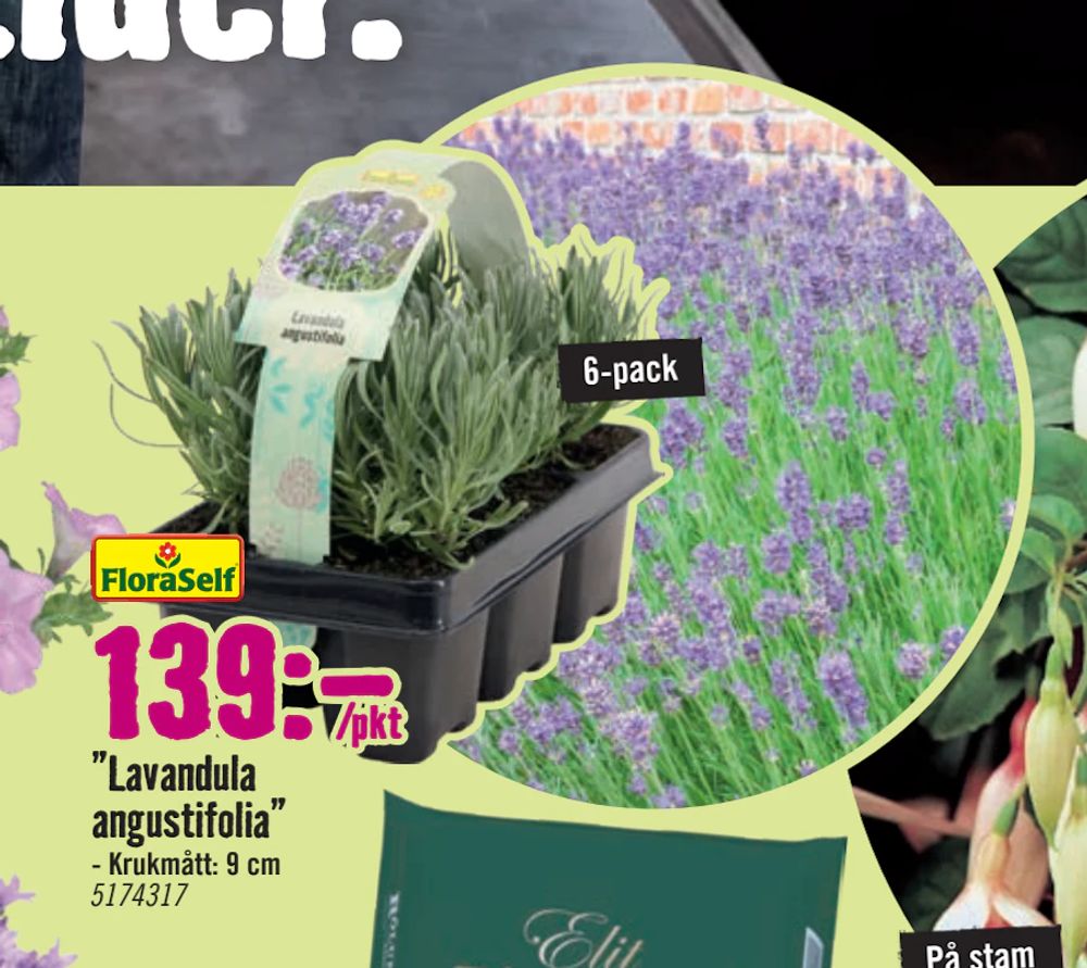 Erbjudanden på ”Lavandula angustifolia” från Hornbach för 139 kr