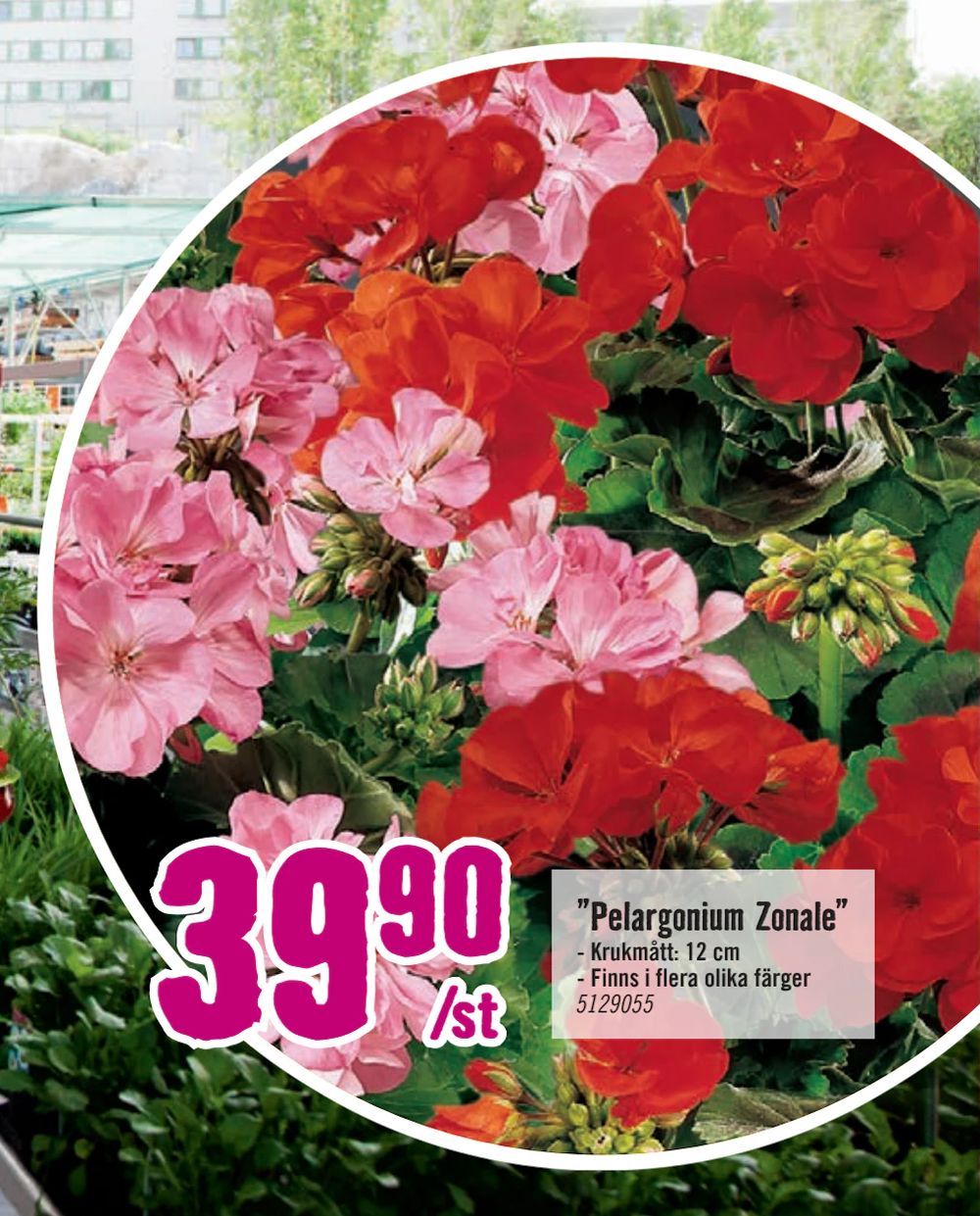 Erbjudanden på ”Pelargonium Zonale” från Hornbach för 39,90 kr