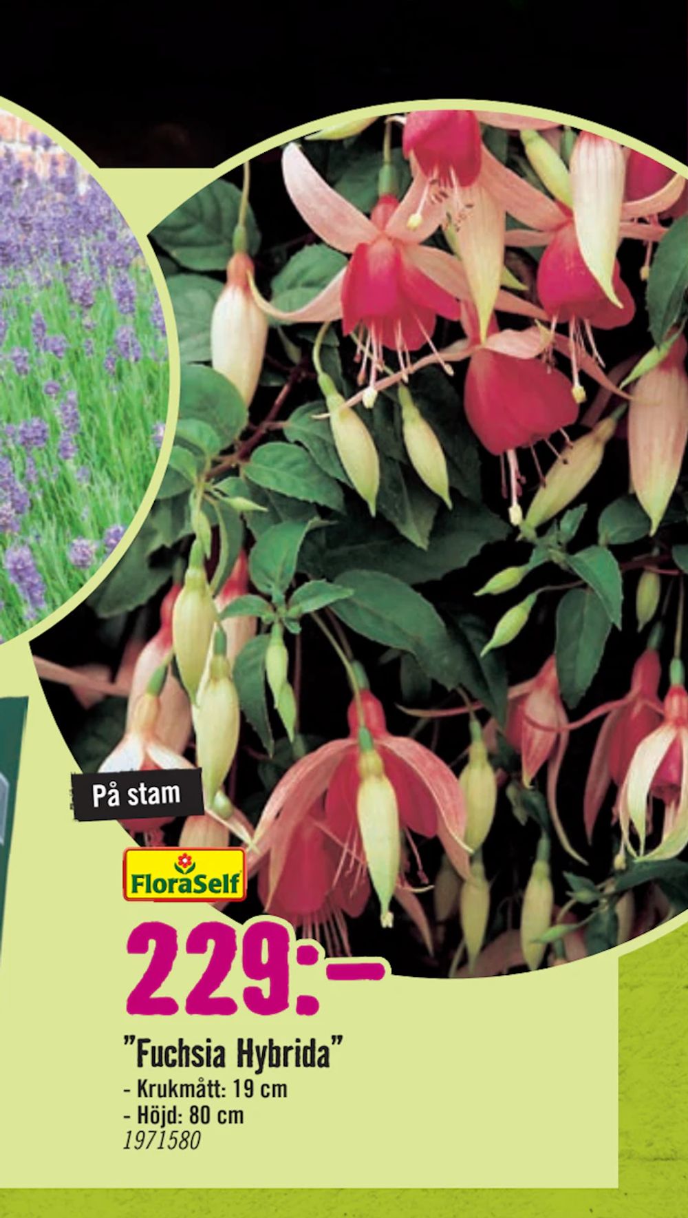 Erbjudanden på ”Fuchsia Hybrida” från Hornbach för 229 kr