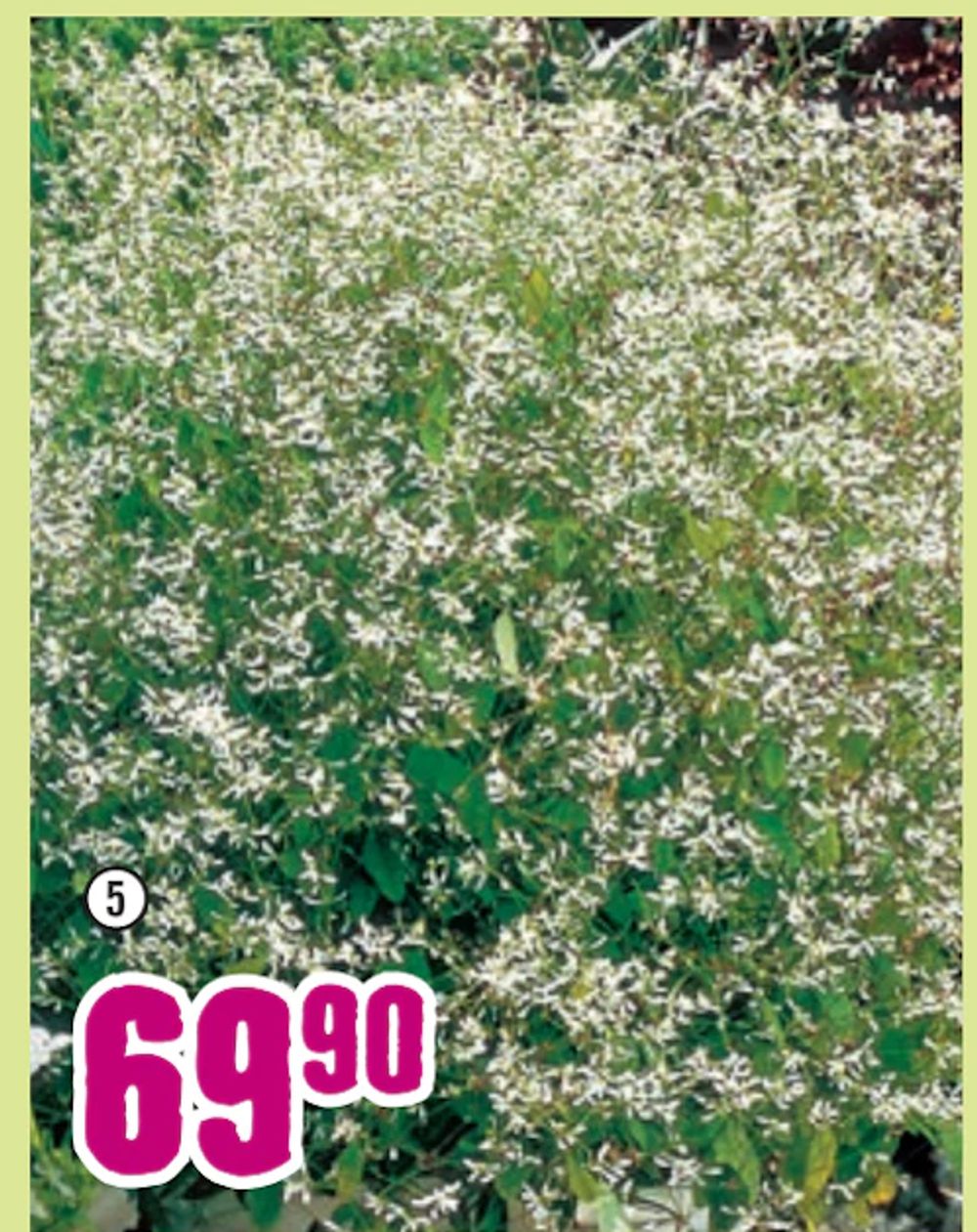 Erbjudanden på Euphorbia ”Diamond Frost” från Hornbach för 69,90 kr