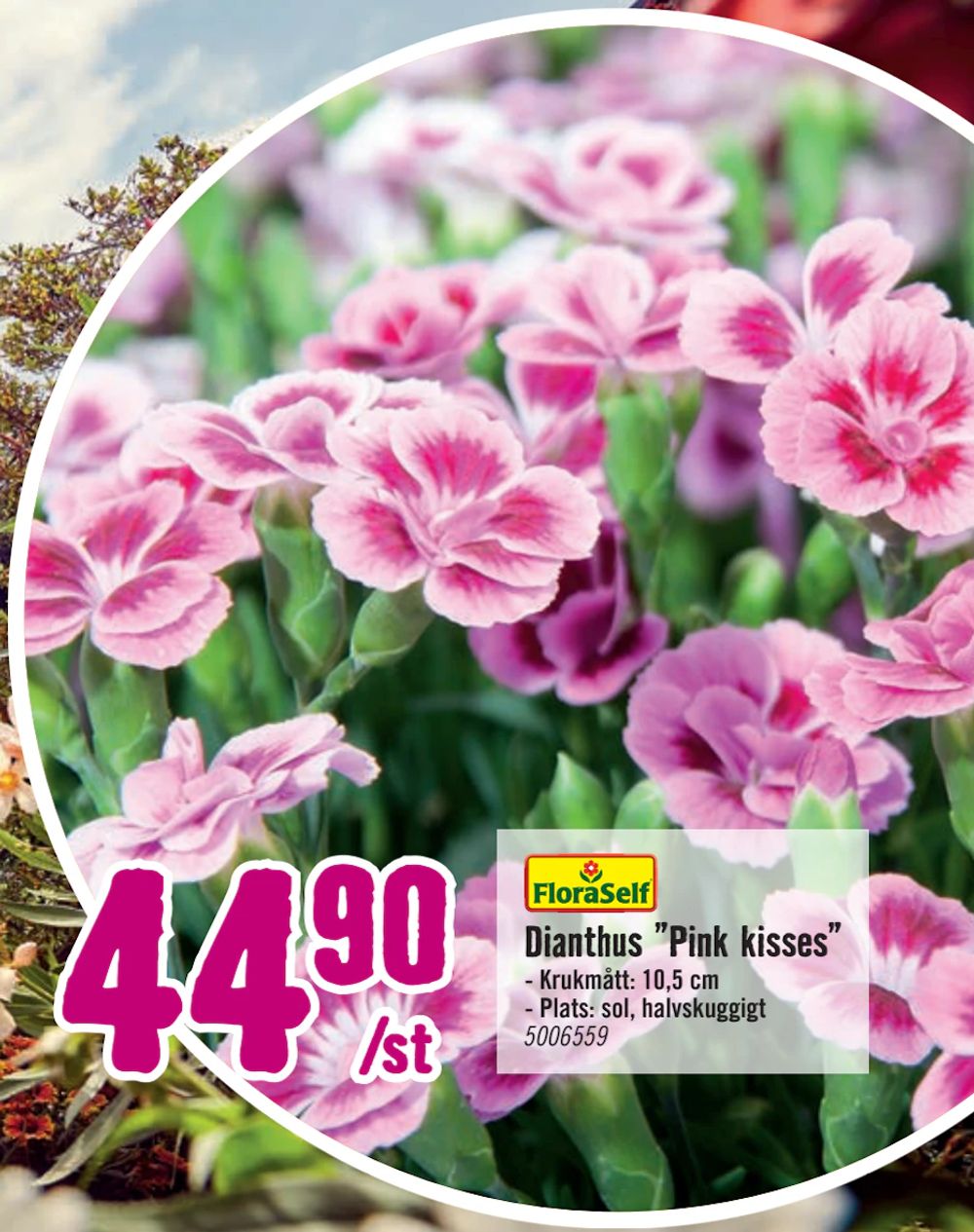 Erbjudanden på Dianthus ”Pink kisses” från Hornbach för 44,90 kr
