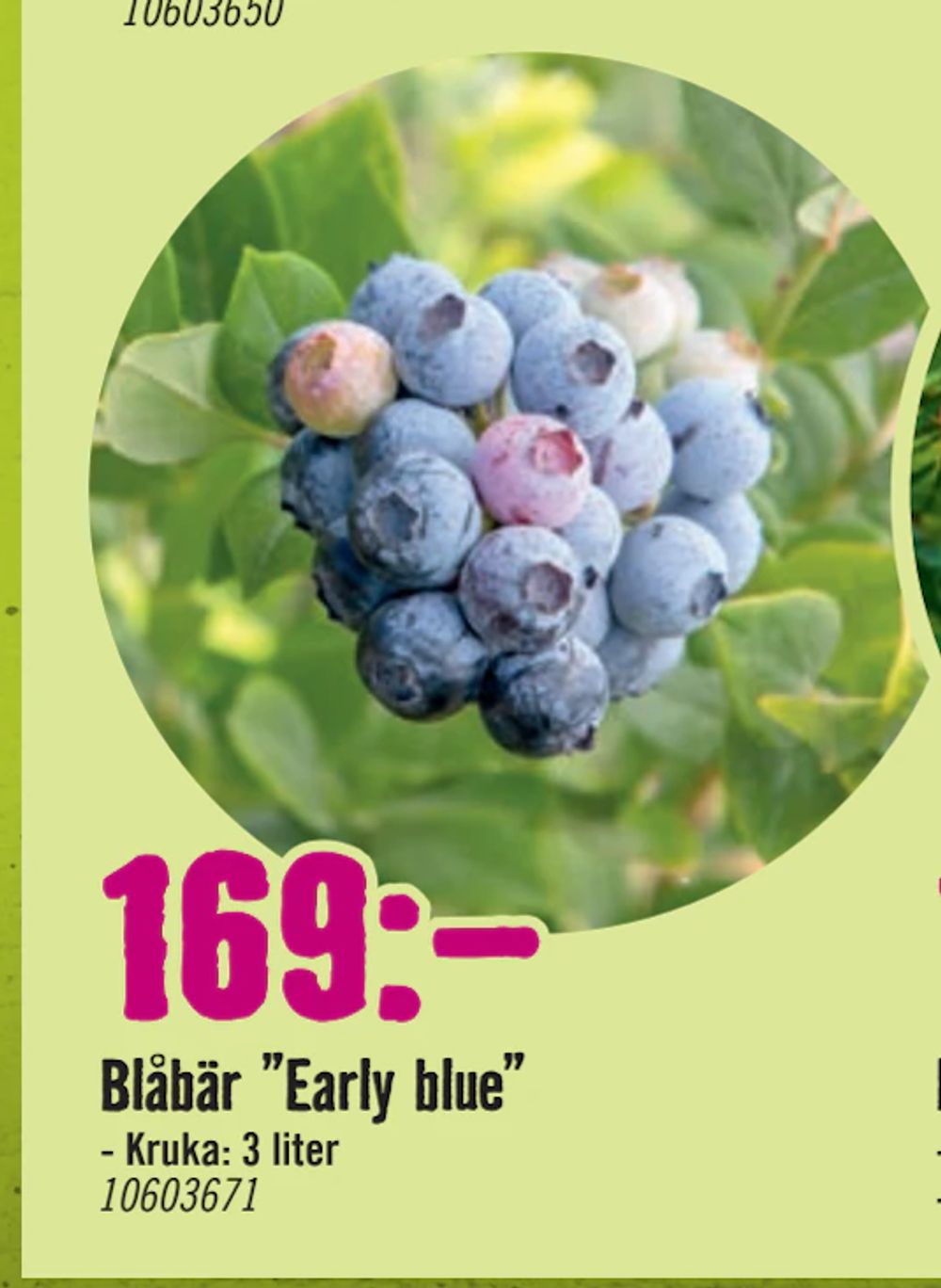 Erbjudanden på Blåbär ”Early blue” från Hornbach för 169 kr