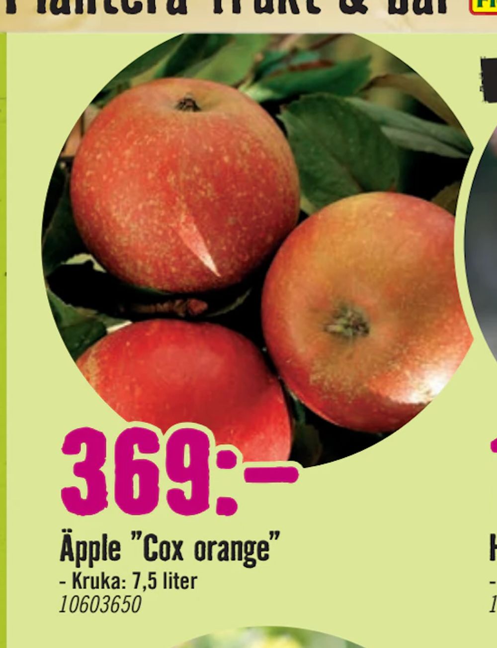 Erbjudanden på Äpple ”Cox orange” från Hornbach för 369 kr