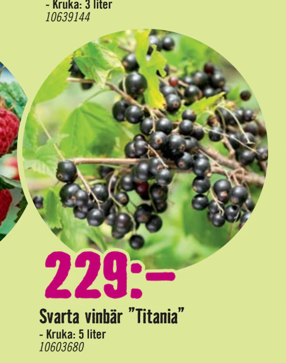 Erbjudanden på Svarta vinbär ”Titania” från Hornbach för 229 kr