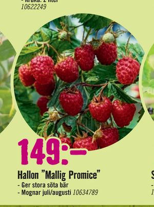 Hallon ”Mallig Promice”
