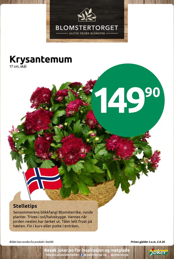 Krysantemum 17 cm, skål