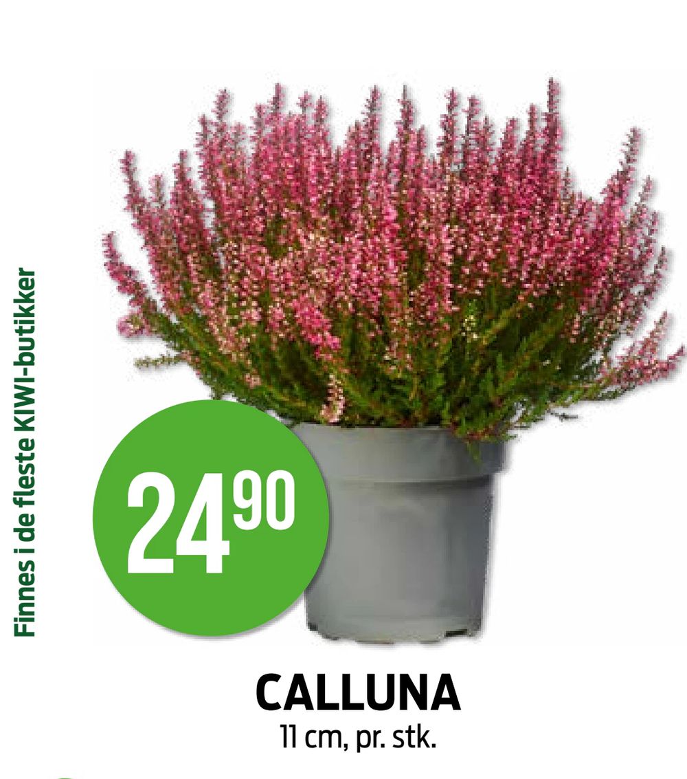 Calluna