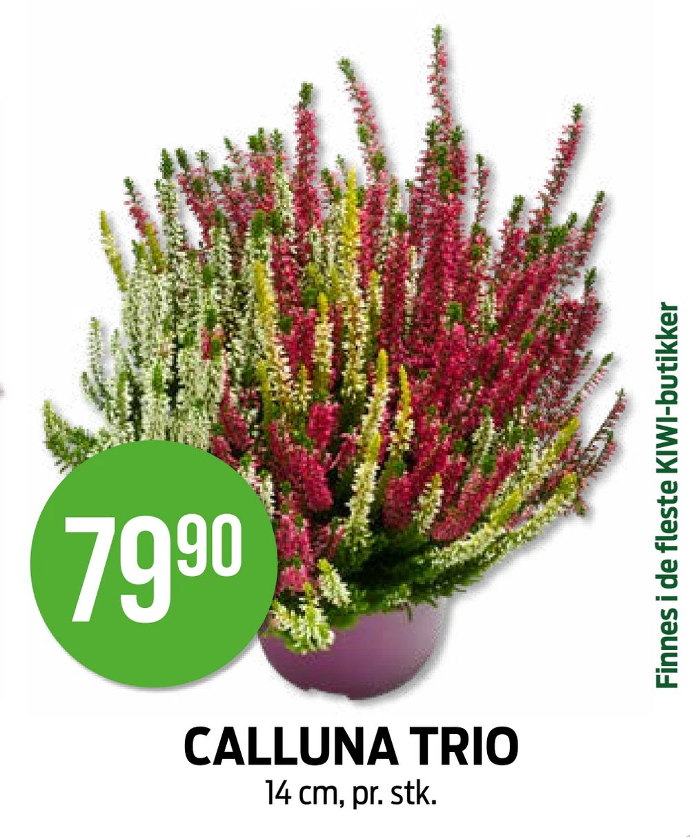 Calluna Trio