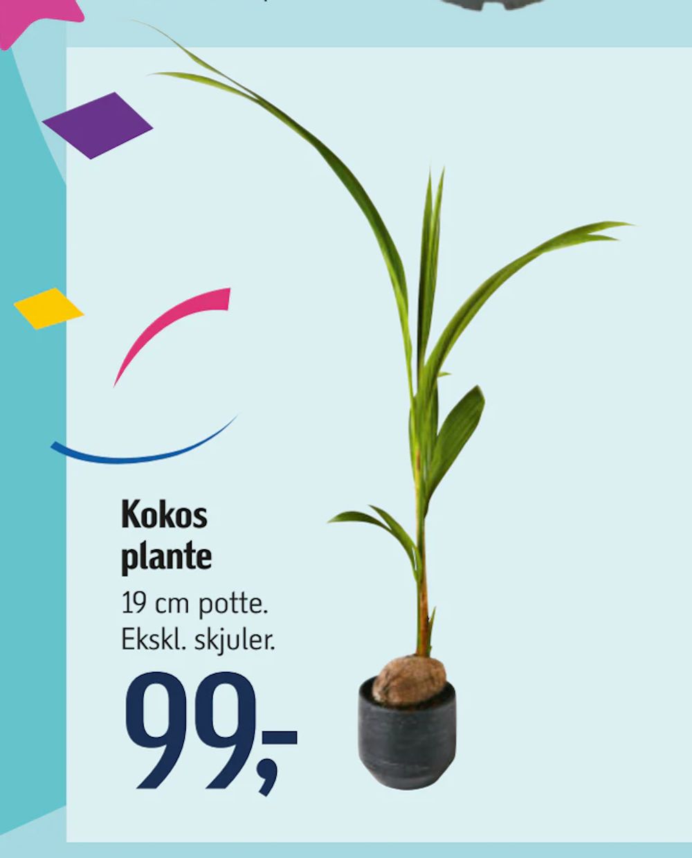 Tilbud på Kokos plante fra føtex til 99 kr.