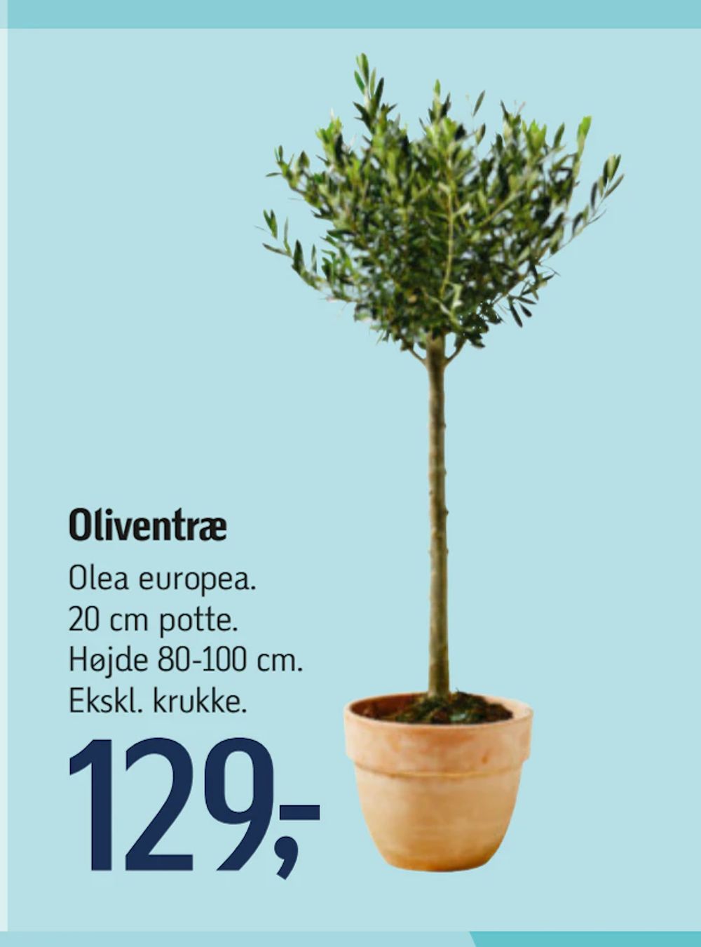 Tilbud på Oliventræ fra føtex til 129 kr.