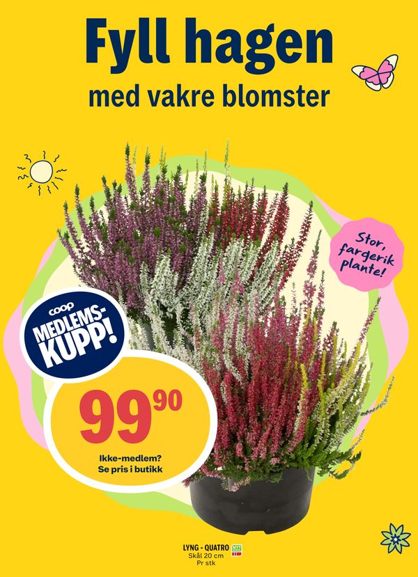 LYNG - QUATRO Fyll hagen med vakre blomster MEDLEMS-KUPP! Stor, fargerik plante! Ikke-medlem? Se pris i butikk Skål 20 cm Pr stk