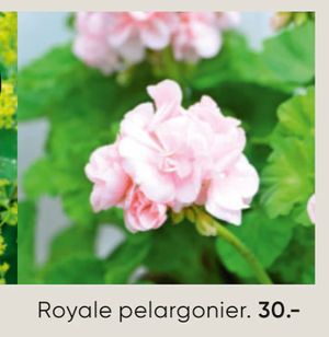Royale pelargonier