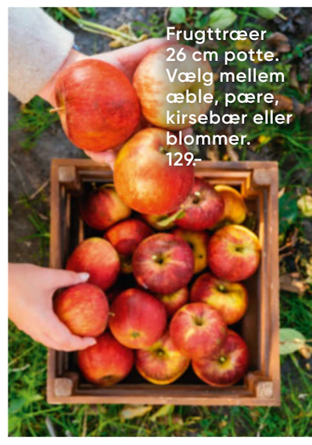 Tilbud på Frugttræer 26 cm potte fra Bilka til 129 kr.