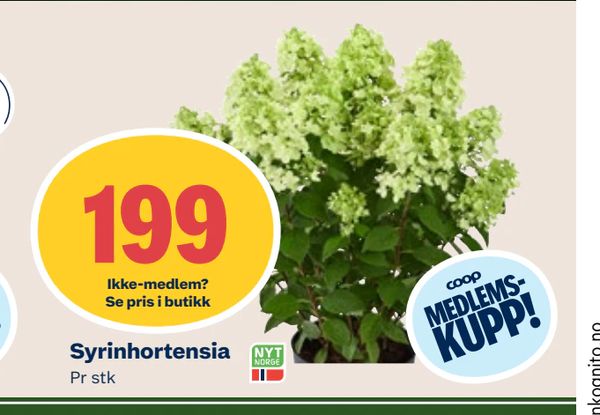 Syrinhortensia Pr stk Ikke-medlem? Se pris i butikk COOP MEDLEMS-KUPP!