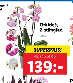 Orkideé, 2-stänglad