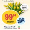 Tulipaner 15 stk