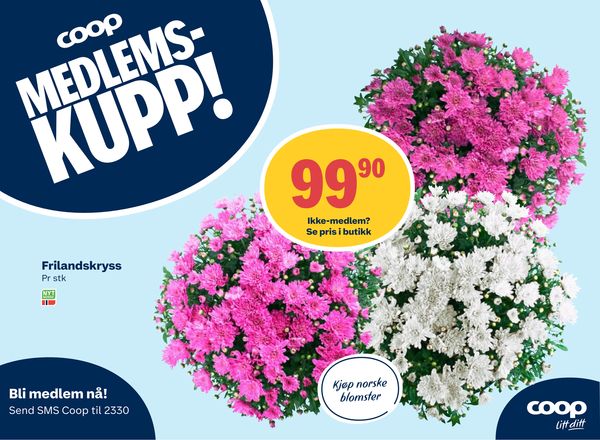 Frilandskryss MEDLEMS-KUPP!
Pr stk
NYT NORGE
99,90
Ikke-medlem? Se pris i butikk
Kjøp norske blomster
Bli medlem nå!
Send SMS Coop til 2330