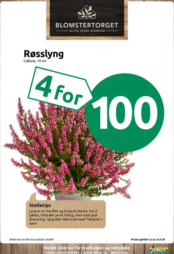 Røsslyng Calluna, 14 cm Stelletips Lyng er en hardfør og fargerik plante. For å lykkes, hold den jevnt fuktig, men med god drenering - lyng liker ikke å stå med “føttene” i vann Bildet kan avvike fra produkt i butikk Prisen gjelder t.o.m. 6.9.26