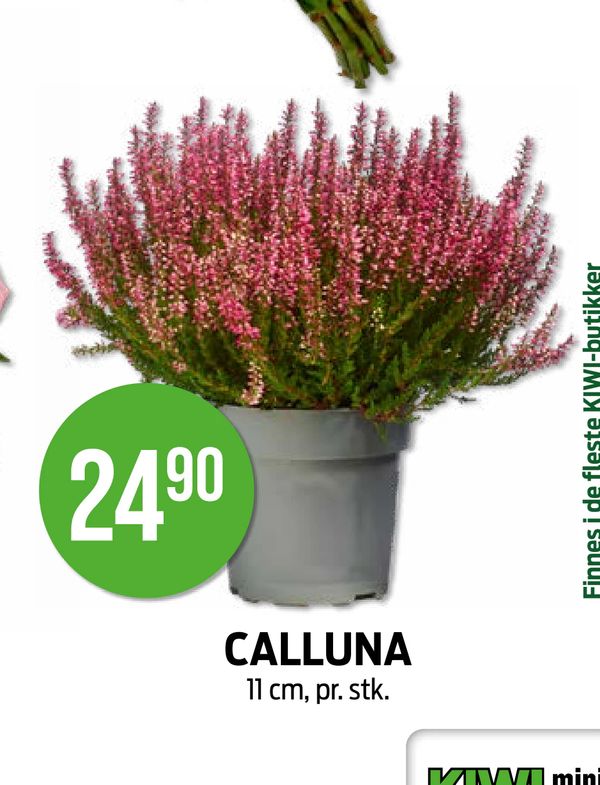 CALLUNA 11 cm, pr. stk.