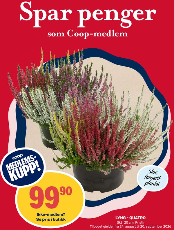 LYNG - QUATRO Skål 20 cm. Pr stk
Stor, fargerik plante!
Spar penger som Coop-medlem