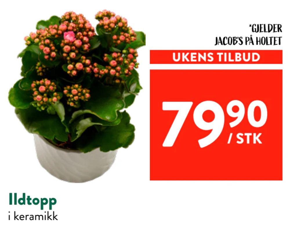 Ildtopp