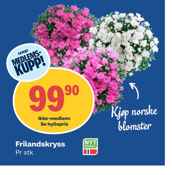 Frilandskryss COOP MEDLEMS-KUPP! Kjøp norske blomster Pr stk