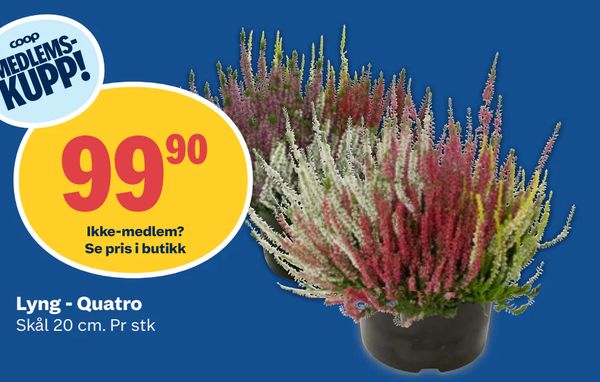 Lyng - Quatro Skål 20 cm. Pr stk. Ikke-medlem? Se pris i butikk. Coop MEDLEMS-KUPP!