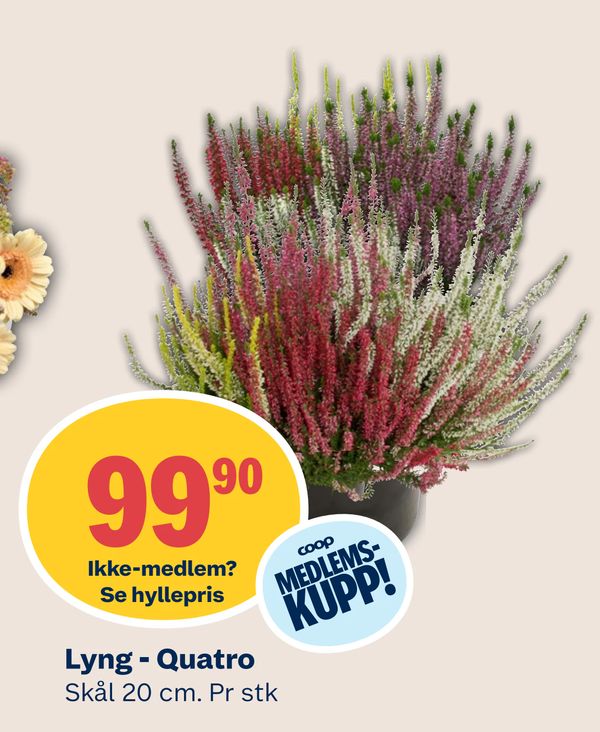 Lyng - Quatro Ikke-medlem? Se hyllepris coop MEDLEMS-KUPP! Skål 20 cm. Pr stk