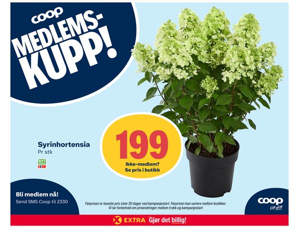 Syrinhortensia coop MEDLEMS-KUPP! Pr stk NYT NORGE Ikke-medlem? Se pris i butikk Bli medlem nå! Send SMS Coop til 2330