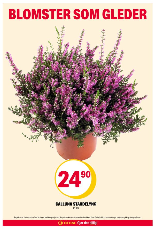 CALLUNA STAUDELYNG BLOMSTER SOM GLEDER
Pr stk
Førprisen er laveste pris siste 30 dager ved kampanjestart. Førprisen kan variere mellom butikker. Vi tar forbehold om prisendringer mellom trykk og kampanjestart
